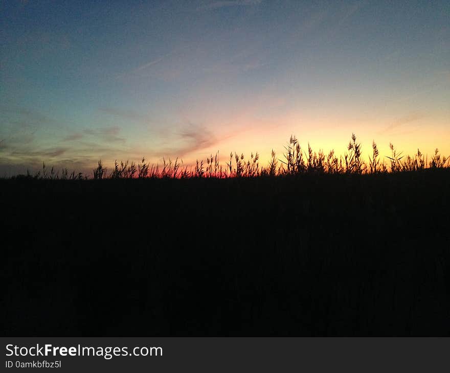 Phragmites Grass during Sunset on Nickerson Beach.