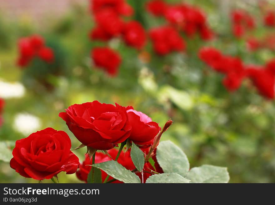 Many of red roses bright sunny. Many of red roses bright sunny