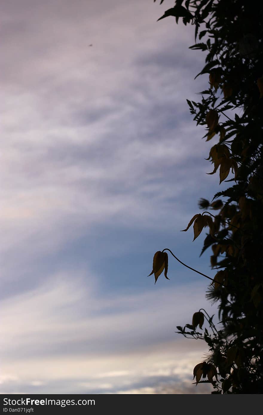 Ivy At Sunset