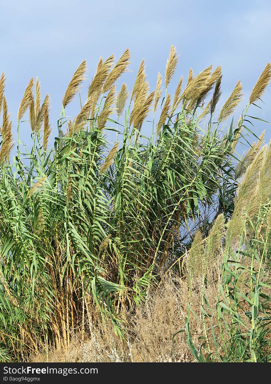 Beach Grasses, Israel