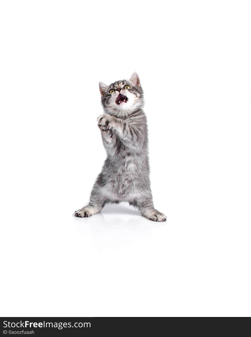 British kitten on hind legs, singing