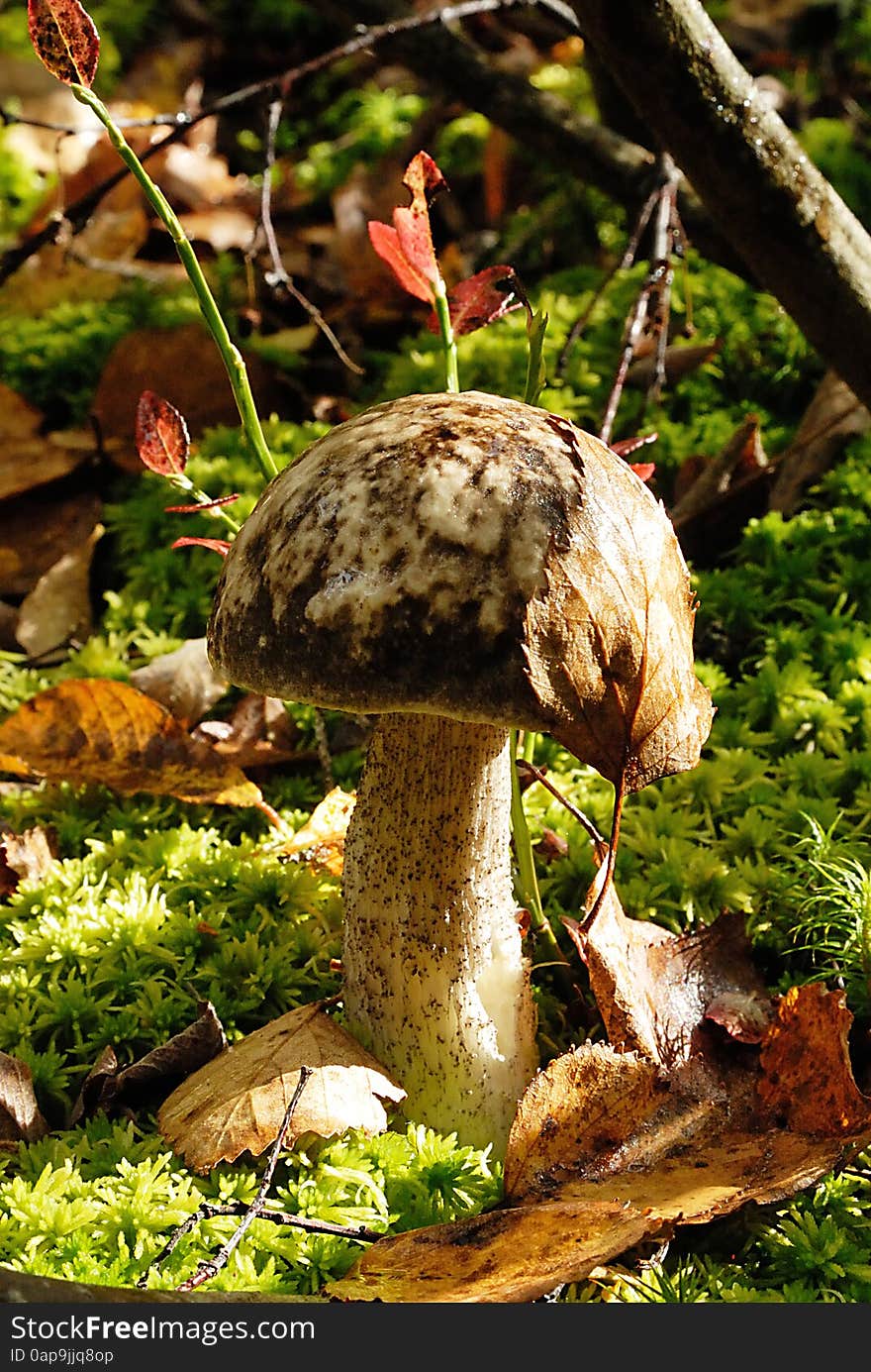 Mushroom Leccinum variicolor