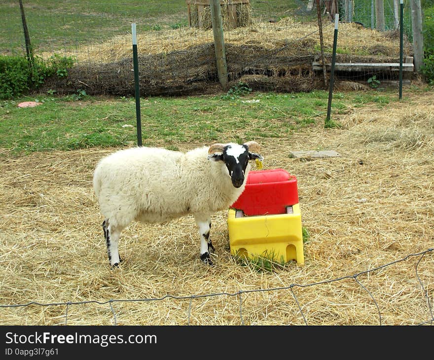 Blackface Scottish Sheep standing on straw in penned area on farm land.