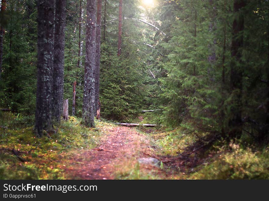 The narrow path that goes deep into the spruce forest illuminated by the sun, selective focus