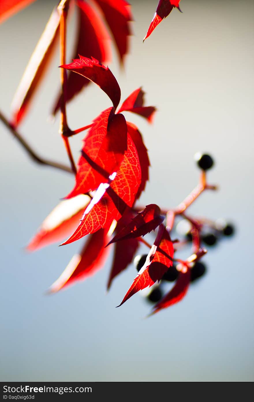 Hedera Or Ivy Leaves On The Branch