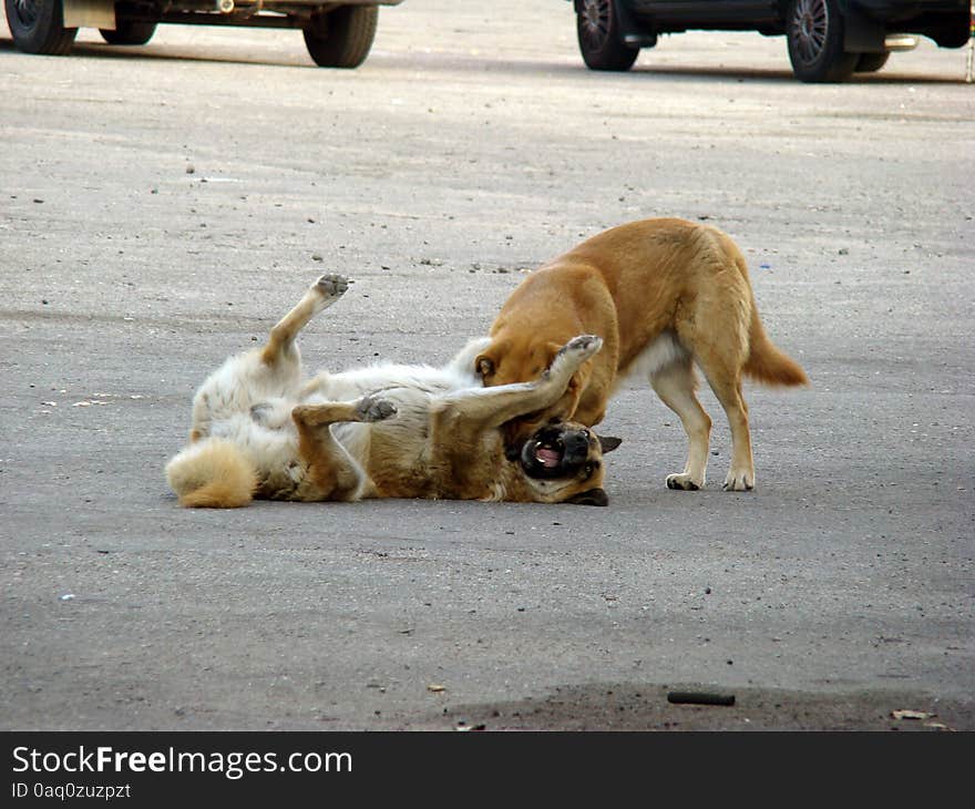 Homeless dog playing on the street