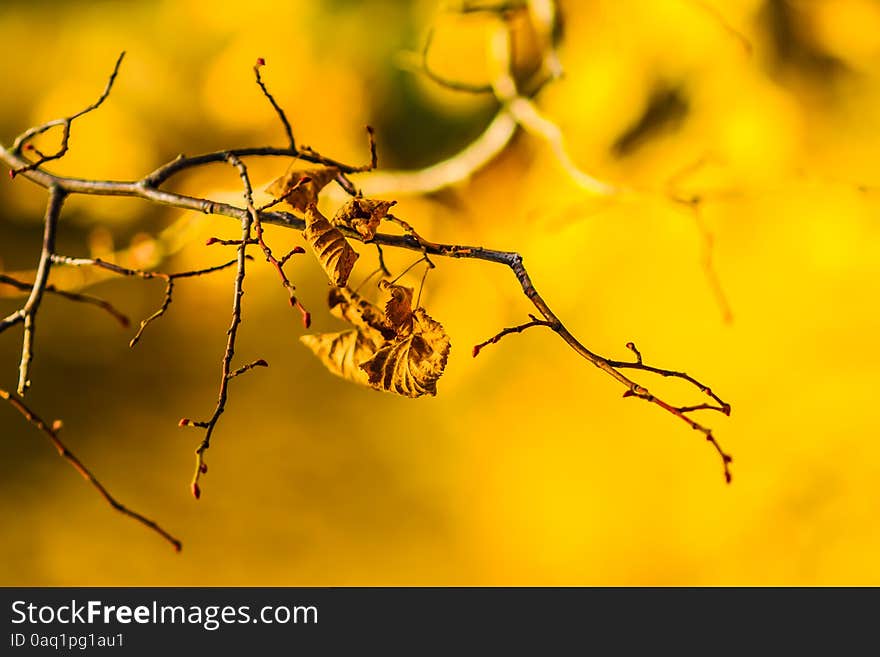 Golden Dry Leaves