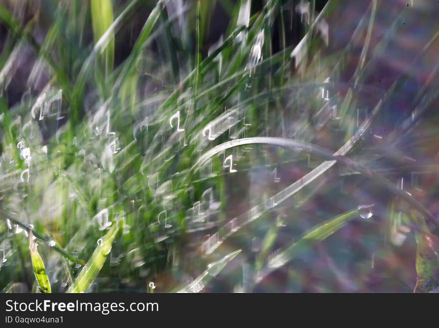 Morning green grass with dew drops, macro photo with bokeh lights. Morning green grass with dew drops, macro photo with bokeh lights.