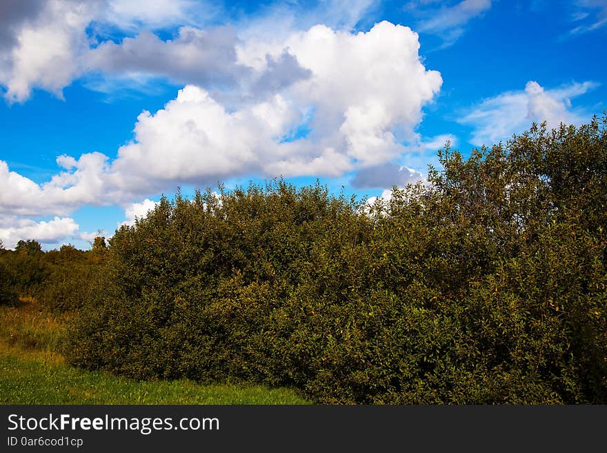 Cloud landscape with green trees on sunny autumn day