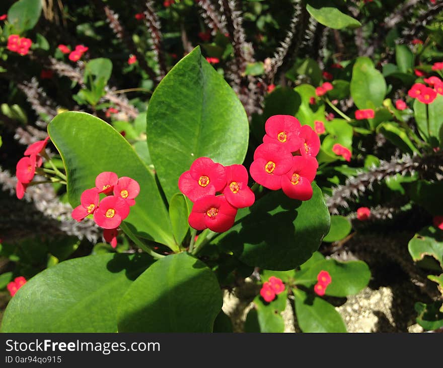 Euphorbia Milii Flowers In Miami.