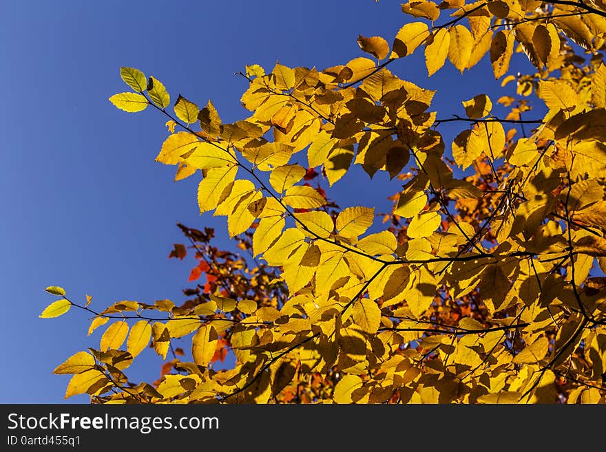 Beautiful Fall colors against Blue sky