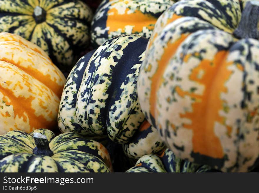 Colorful carnival squash showcasing nature's bounty