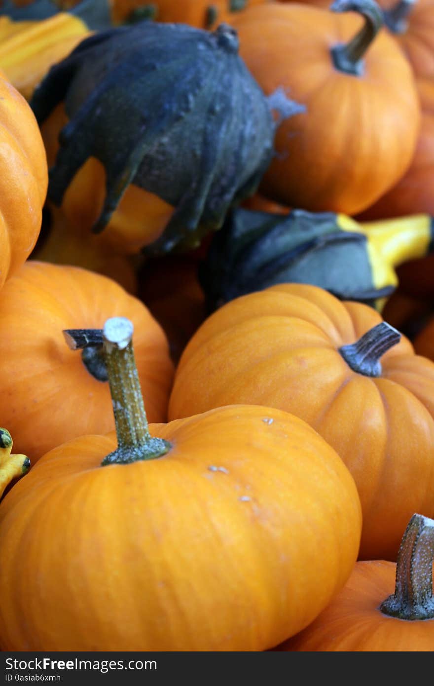 Pumpkins and decorative gourds showcasing autumn's bounty. Pumpkins and decorative gourds showcasing autumn's bounty