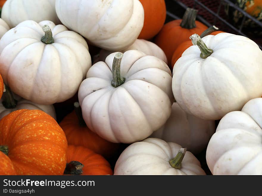 Freshly harvested orange and white
pumpkins showcasing nature's bounty. Freshly harvested orange and white
pumpkins showcasing nature's bounty