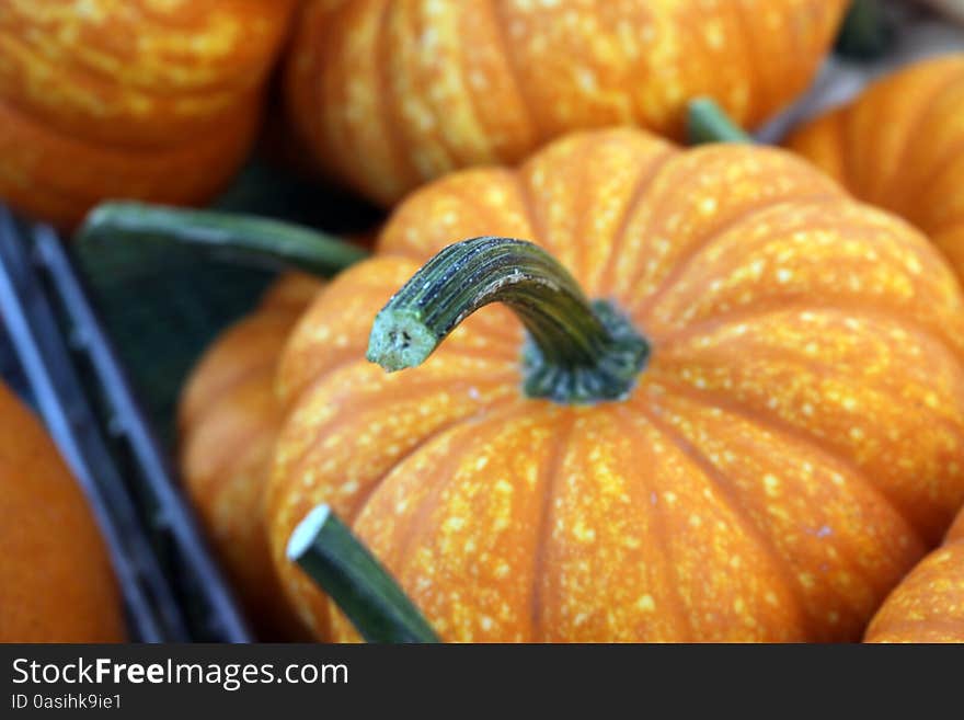 Freshly harvested pumpkins showcasing nature's bounty