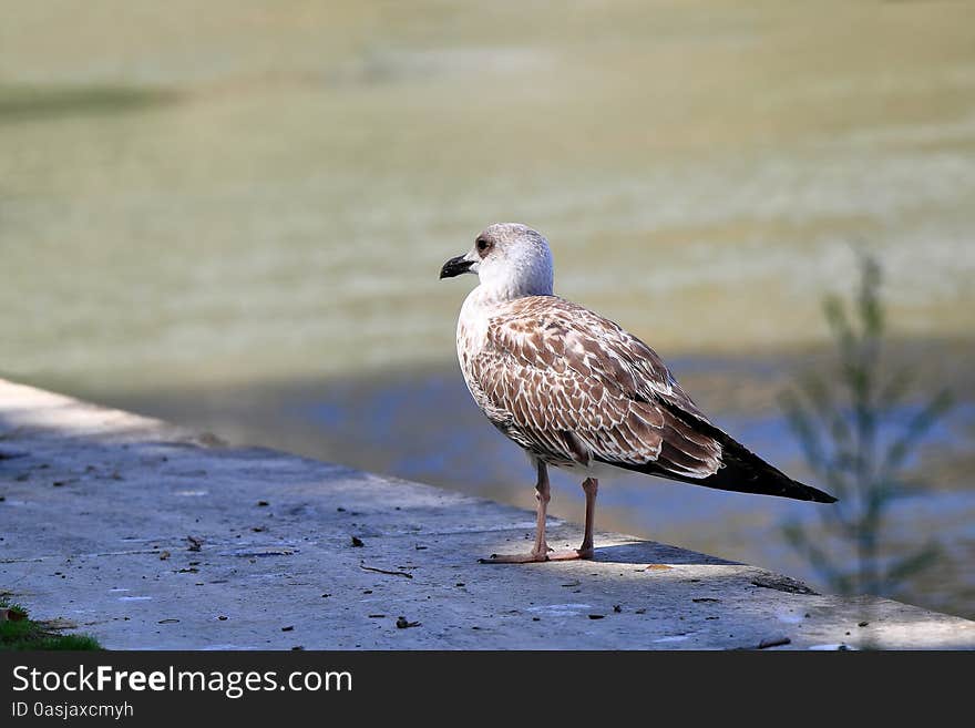 Seagull sitting on a white stone block in the shadows. Blurred background of green water in the pond