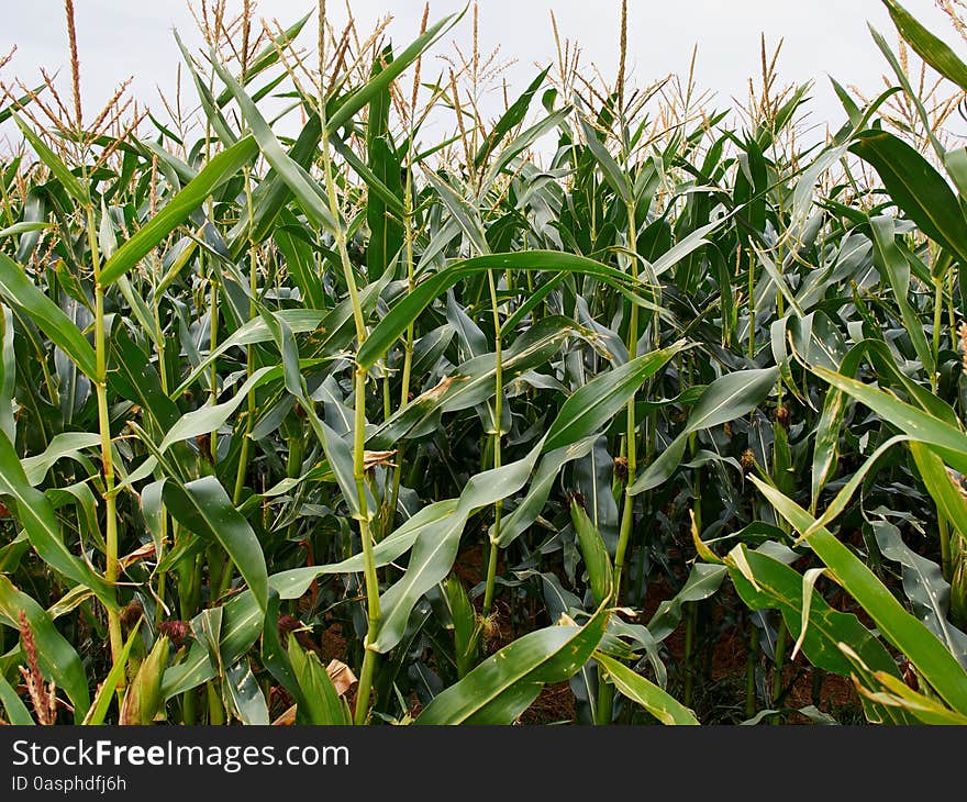 Green corn field - image taken from a low angle