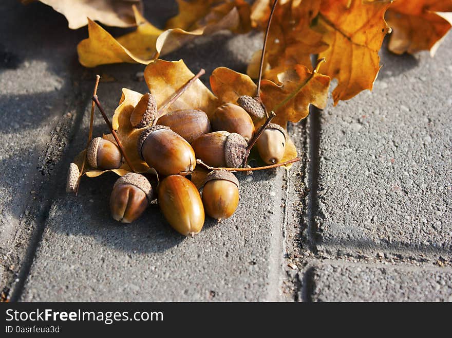 Acorns lying on the oak leaves