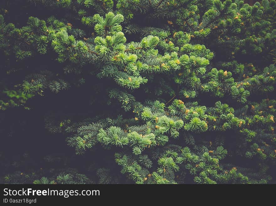 Close up of a bright spruce tree, vintage natural background. Close up of a bright spruce tree, vintage natural background.