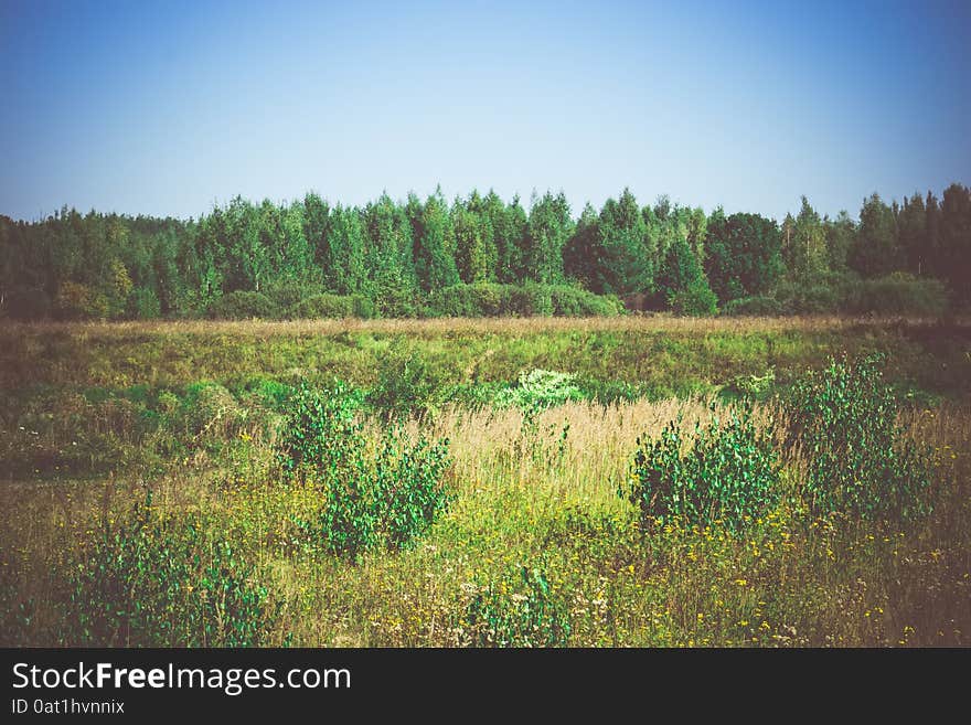 Blue sky and green forest, nice peaceful landscape, vintage effect. Blue sky and green forest, nice peaceful landscape, vintage effect.