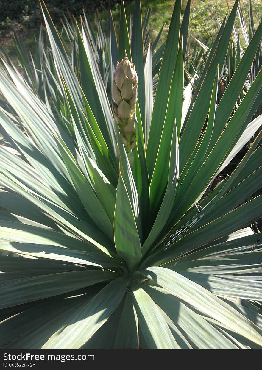 A Yucca Plant in Central Park, Manhattan.