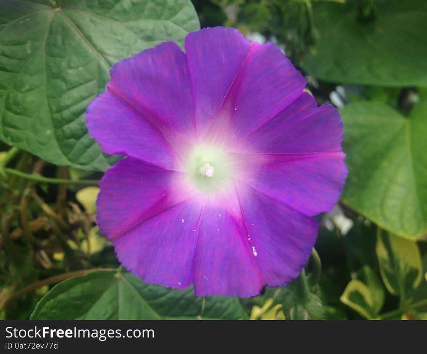 A Purple Morning Glory Flower in Jersey City, NJ.