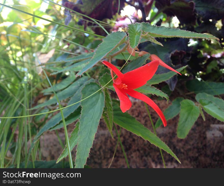 Episcia Plant With Red Flower In The Fall In Central Park, Manhattan.