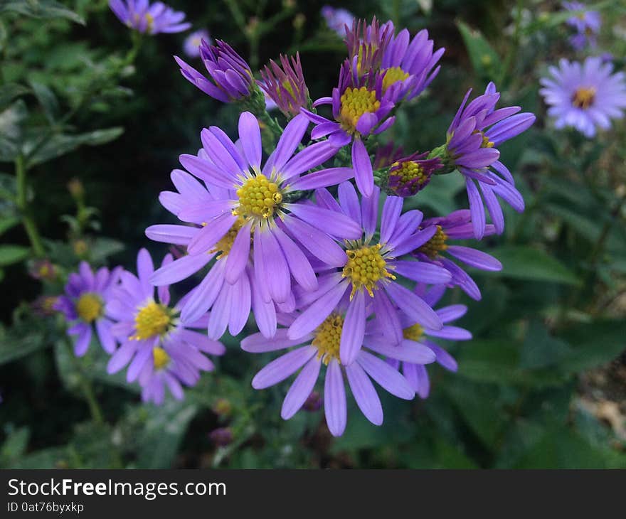 Dwarf Aster Flowers in Central Park, Manhattan, New York. Dwarf Aster Flowers in Central Park, Manhattan, New York.