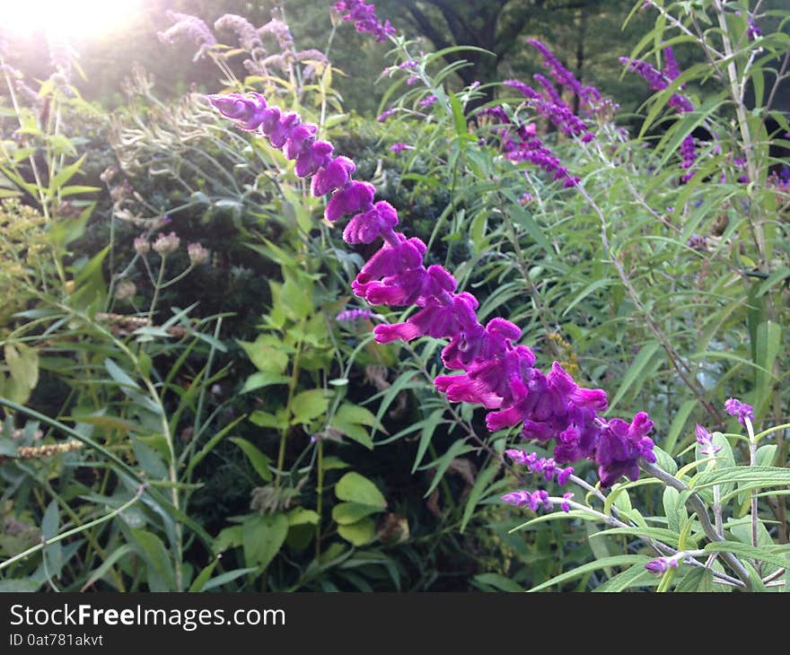 Exotic Salvia Leucantha (Sage) Flower in Shakespeare Garden in Central Park in Manhattan.