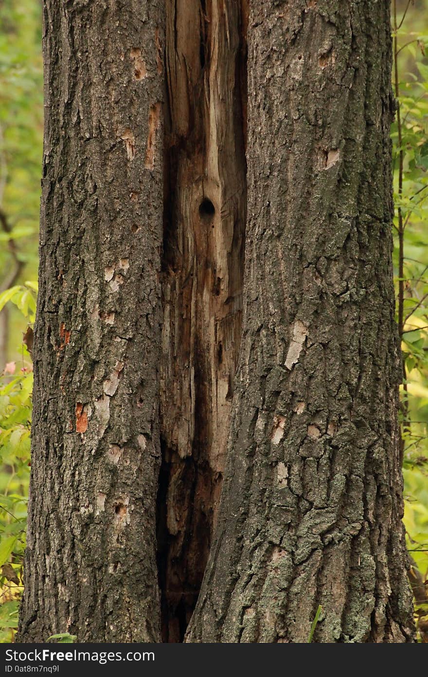 Structure Of Trees Of An Aspen