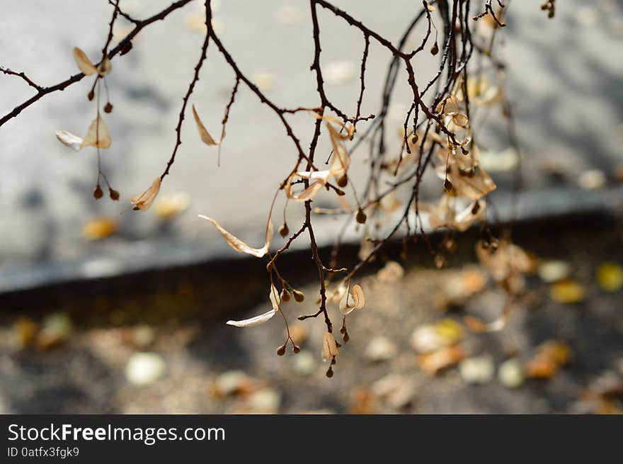 Beautiful delicate branch of a tree in shades of brown.