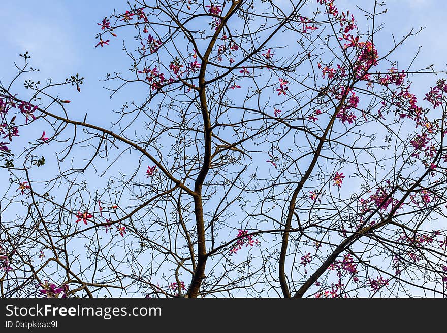 Tree over blue sky