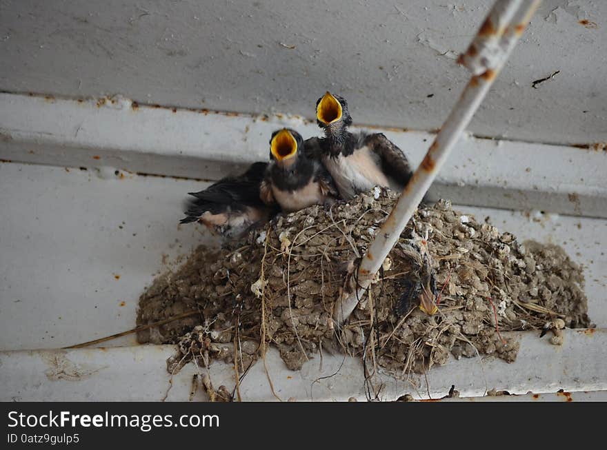 The chicks in the nest Swallow