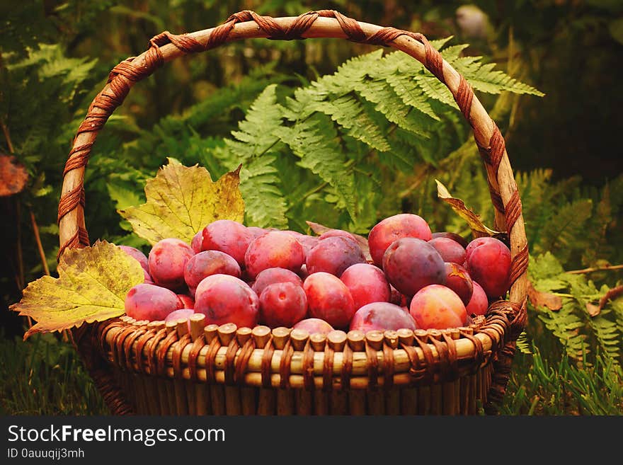 Basket full of ripe plums yellow autumn leaves, the fern in the background, crop year