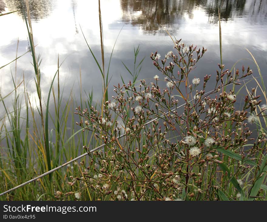 Conyza Canadensis Plant in the Fall.