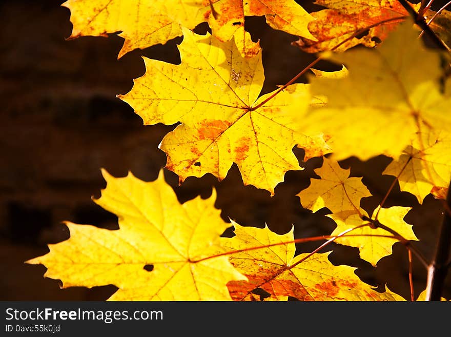 Yellow Leaves Of Maple