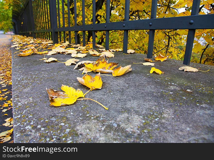 Yellow Leaves Of Maple