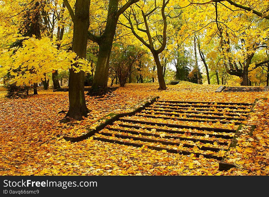 City park with bright yellow leaves on sunny autumn day. City park with bright yellow leaves on sunny autumn day