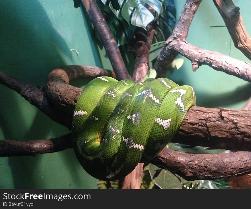 Corallus Caninus in Bronx Zoo. Corallus Caninus in Bronx Zoo.