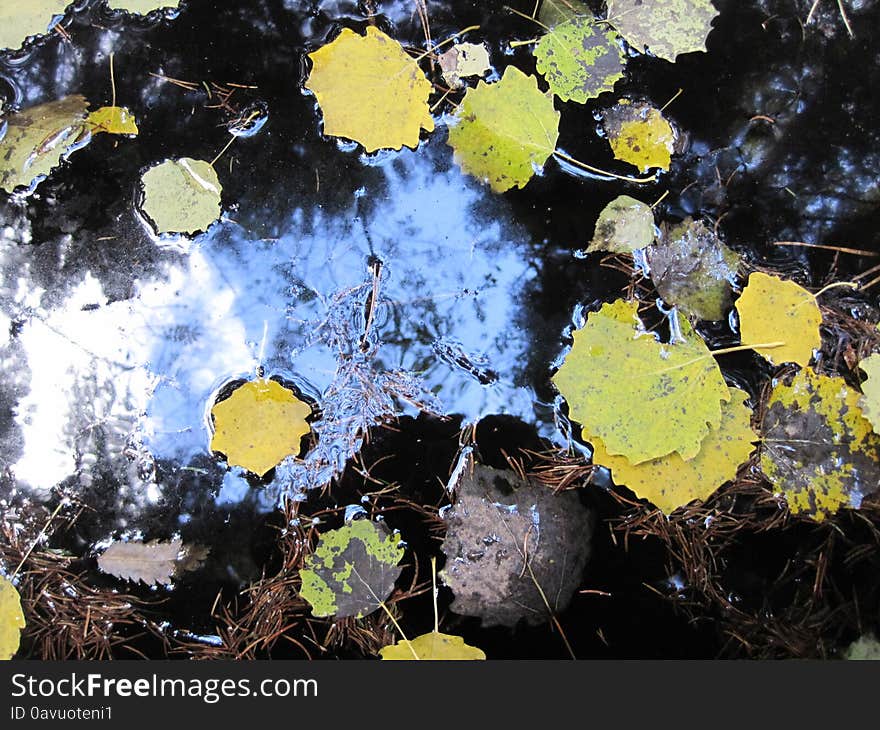 Early autumn. leaves in water.