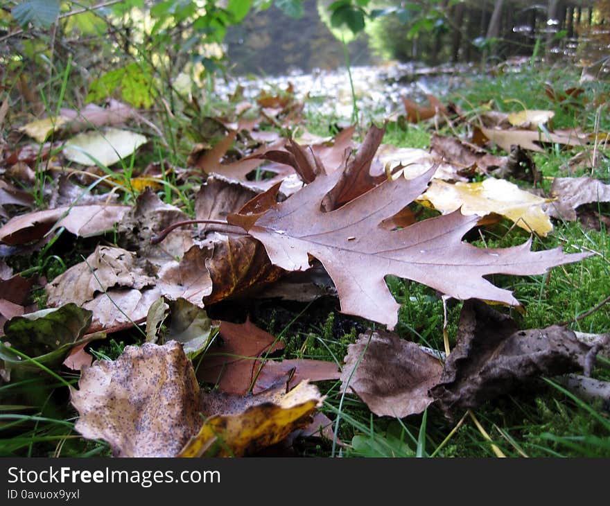 Early autumn. leaves of an oak tree