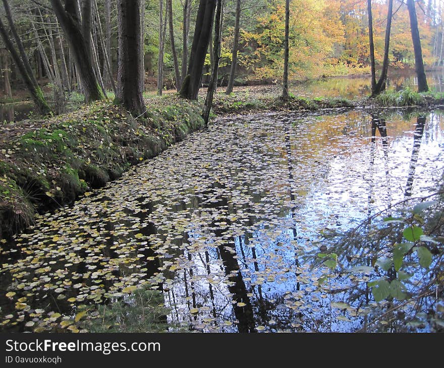 Early autumn. leaves in water