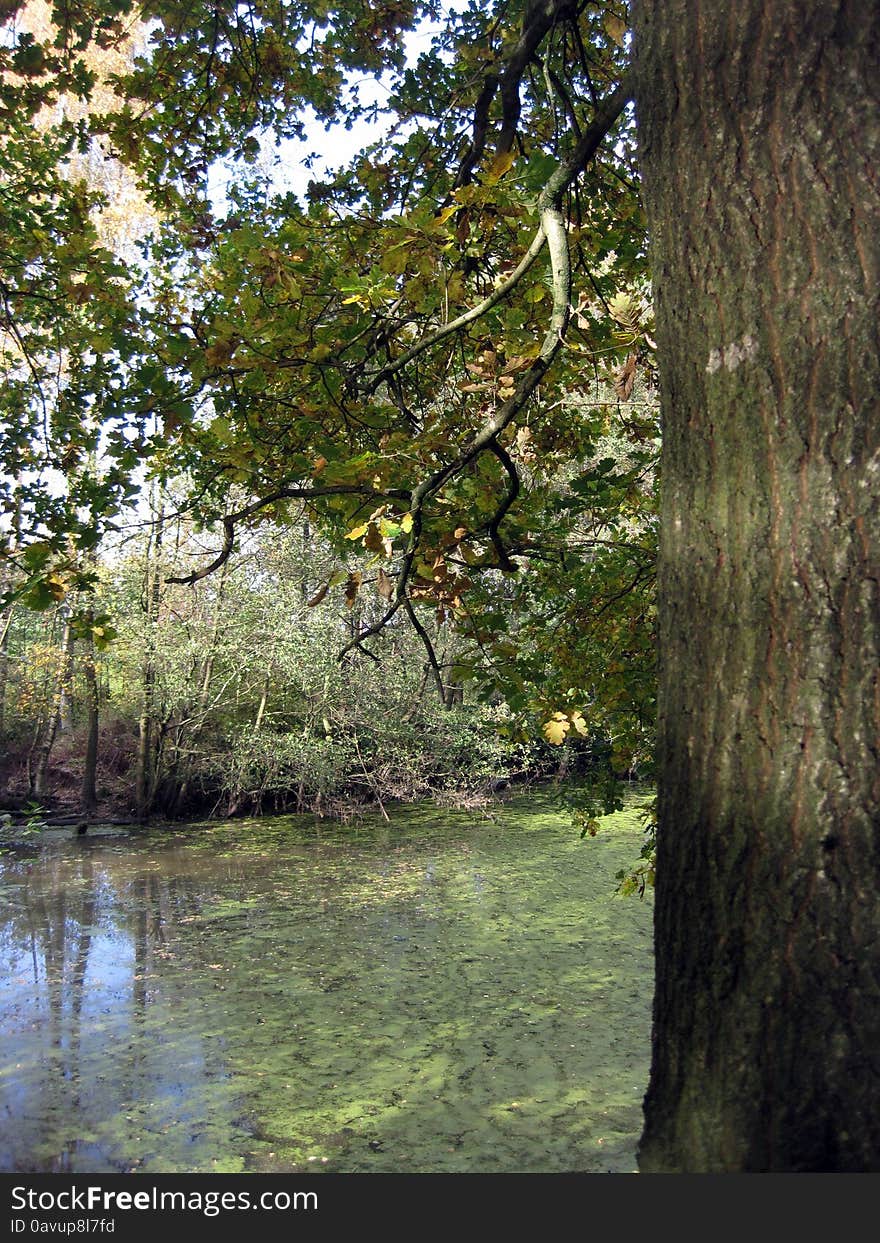 Beautiful quiet autumn. oak's leaves. Beautiful quiet autumn. oak's leaves