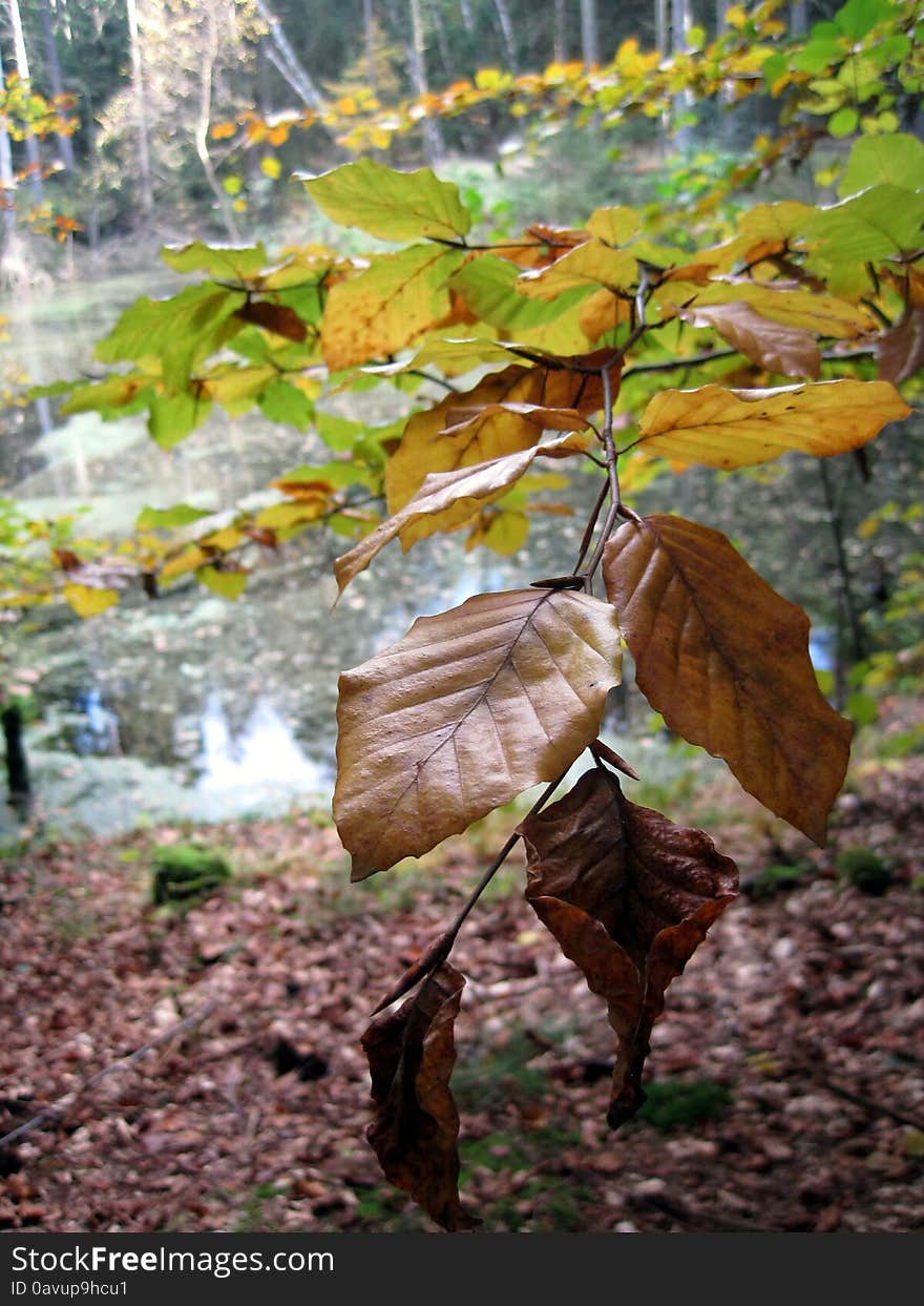 Beautiful quiet autumn. beech's leaves. Beautiful quiet autumn. beech's leaves