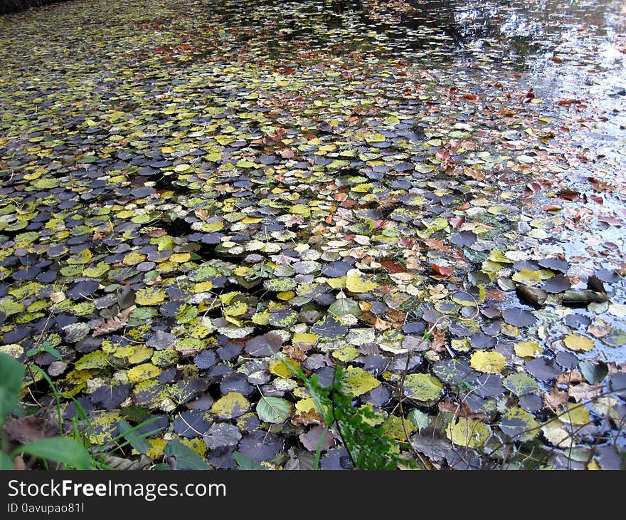 Beautiful autumn. yellow leaves. romantic peace of mind