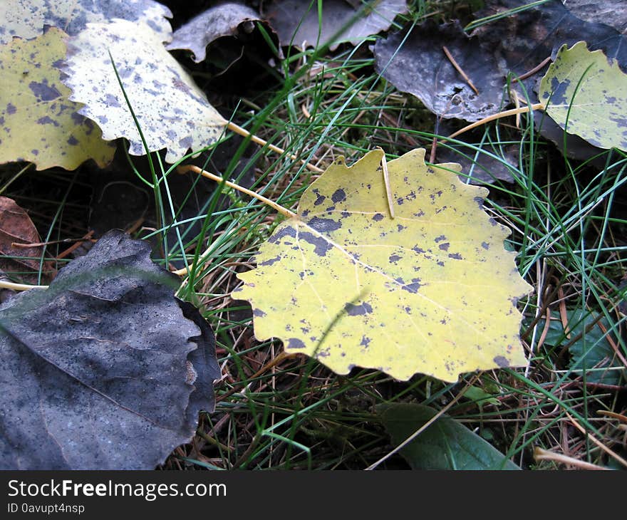 Beautiful autumn. yellow leaves. romantic peace of mind