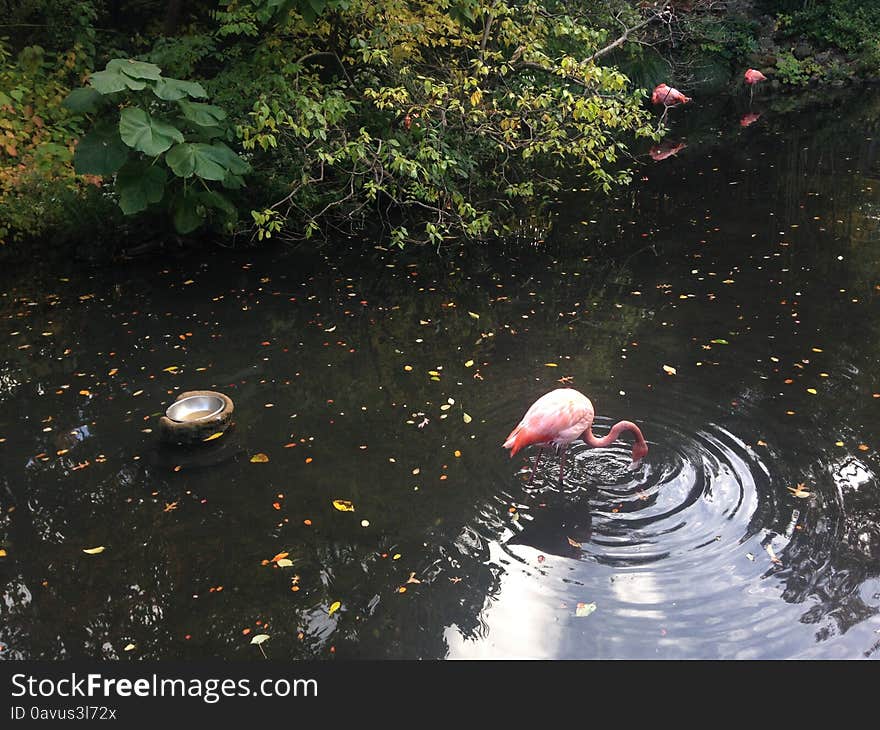 Phoenicopterus Birds.