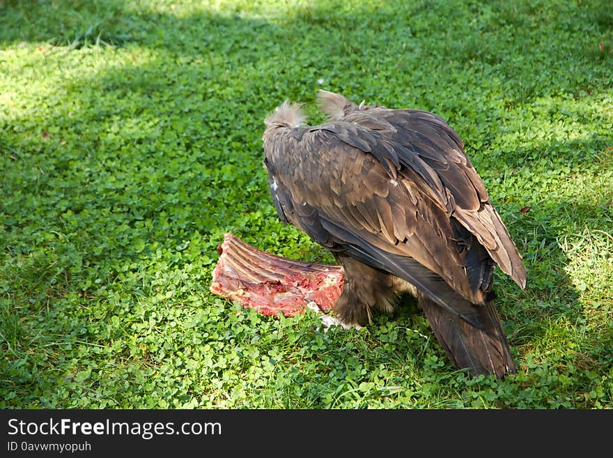 vulture in the grass and tearing meat. vulture in the grass and tearing meat