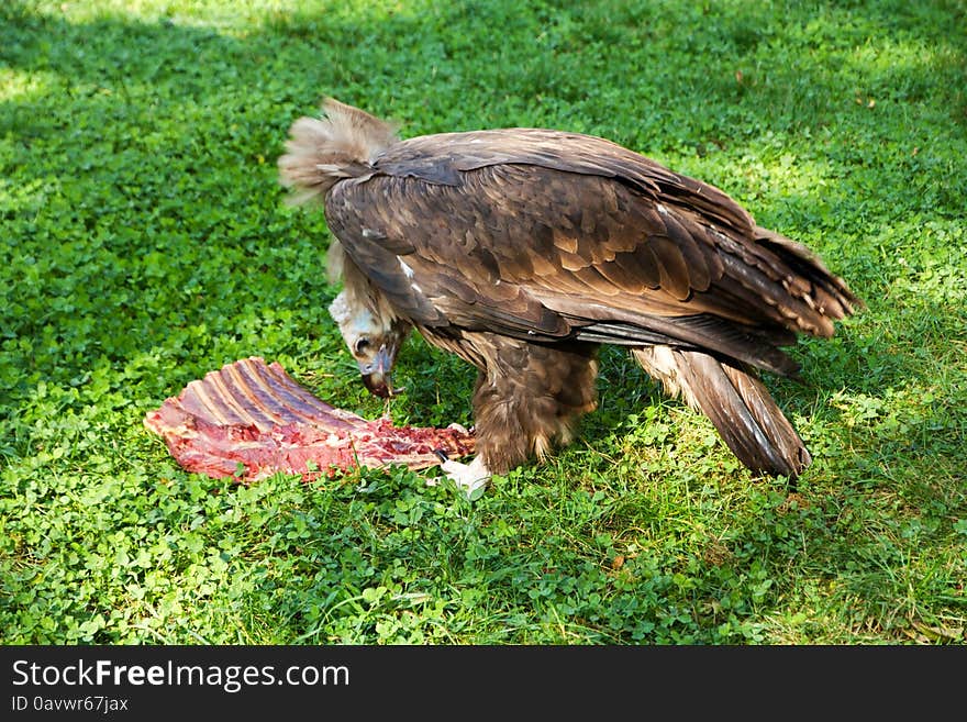 Vulture in the grass and tearing meat. Vulture in the grass and tearing meat