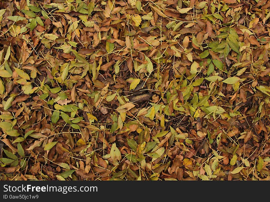 Leaves on the ground. Yellow, green and brown colors. Leaves on the ground. Yellow, green and brown colors.